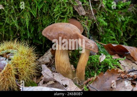 Bay Bolet avec capuchon brun pousse sur un tronc d'arbre couvert de mousse Banque D'Images