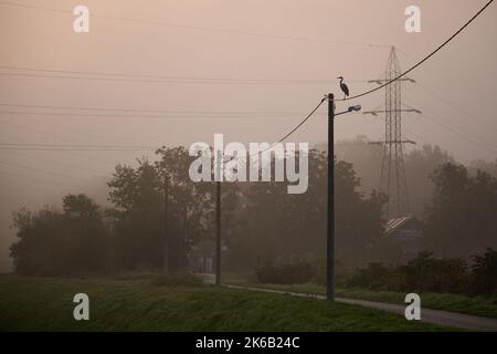 Un héron gris sur une ligne électrique près du lac Jarun pendant la matinée brumeuse à Zagreb, en Croatie, sur 13 octobre 2022. Photo: Davor Puklavec/PIXSELL Banque D'Images