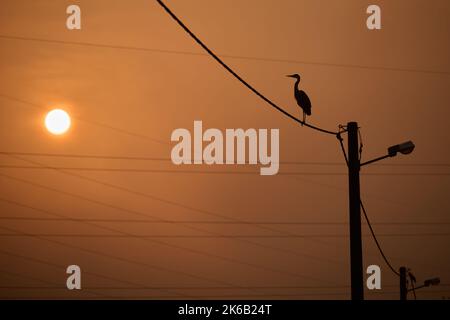 Un héron gris sur une ligne électrique près du lac Jarun au lever du soleil à Zagreb, en Croatie, sur 13 octobre 2022. Photo: Davor Puklavec/PIXSELL Banque D'Images