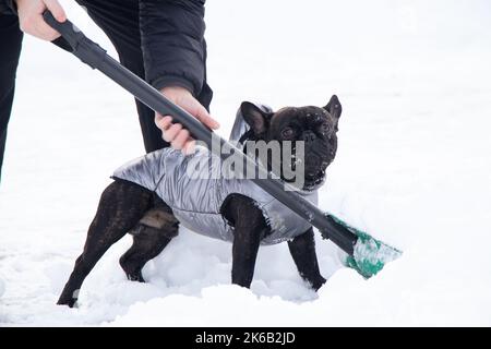 chien de taureau français en hiver dans une veste sur la neige pour les promenades, le chien dans le parc en hiver aide à ramasser la neige sur la route Banque D'Images