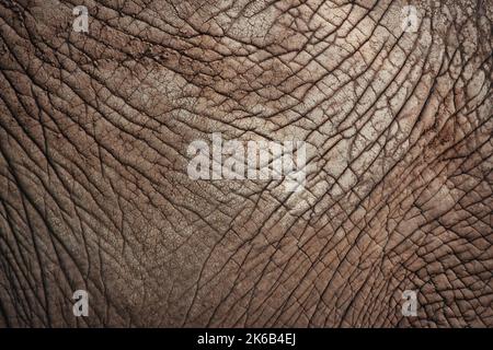 Gros plan sur la texture de la peau de l'éléphant brun clair - parfait pour un arrière-plan abstrait Banque D'Images