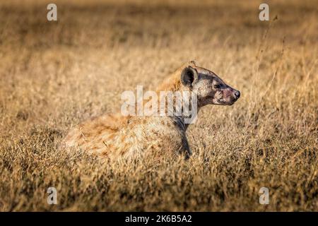 Hyena située dans les prairies du Serengeti, Tanzanie Banque D'Images