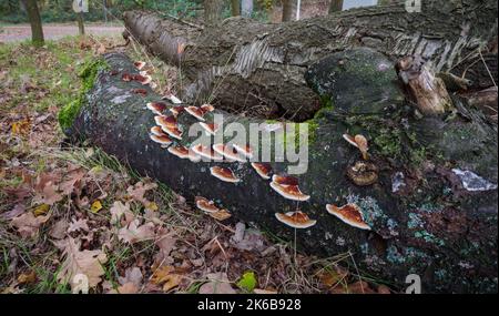 Polypore rouillé en polypore poussant sur un arbre mort Banque D'Images