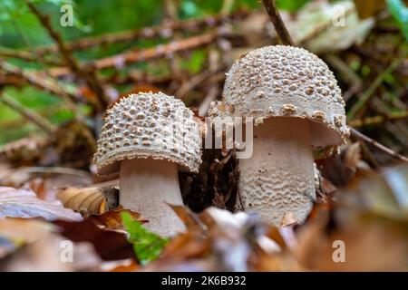 gros plan de jeunes amanitas grises dans la forêt Banque D'Images