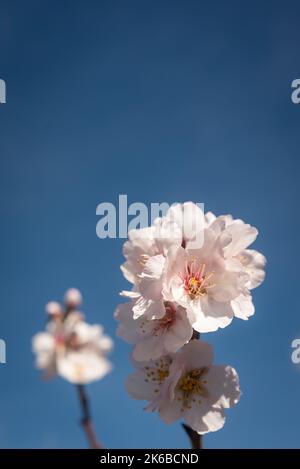 Fleurs d'amande en gros plan. Une branche sur un fond bleu ciel Banque D'Images