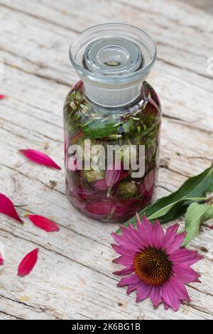 Sonnenhut-Tinktur, Sonnenhut, Tinkturen, alkoholischer Auszug aus Blüten und Blätten, Sonnenhut-Kraut, Igelkopf, Echinacea spec., Rudbeckia Banque D'Images