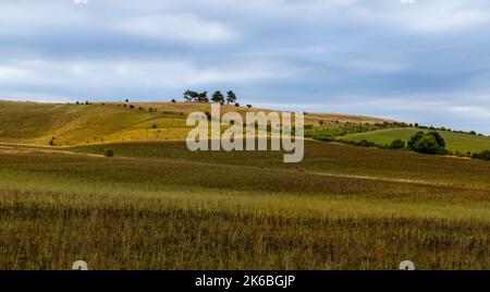 Cherhill Down près de Calne dans la campagne vallonnée de Wiltshire, Angleterre, Royaume-Uni. Banque D'Images