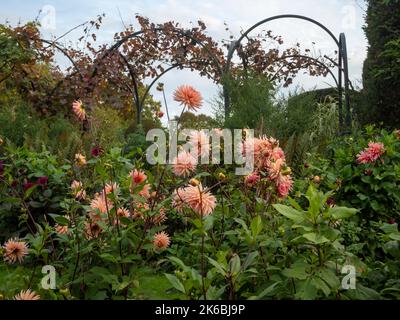 Chenies Manor Sunken Garden Dahlias en octobre.Dahlia 'Preference', une variété de semi-cactus en pêche douce encadrée par les arches de vigne. Banque D'Images