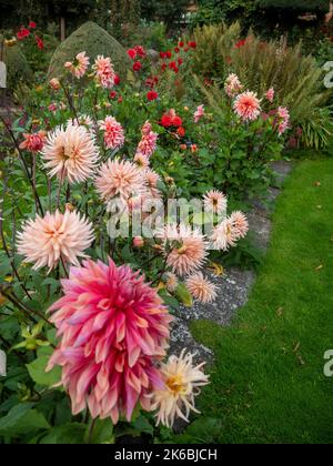 Chenies Manor Sunken Garden Dahlias en octobre.Dahlia 'Preference', une variété semi-cactus en pêche douce et Dahlia 'Penhill Dark Monarch' décoratif. Banque D'Images