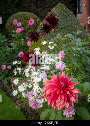 Chenies Manor Garden Dahlias en octobre. Variétés Dahlia 'Chat Noir, Dahlia 'andra', Dahlia 'Penhill Watermelon' du Manor House. Banque D'Images