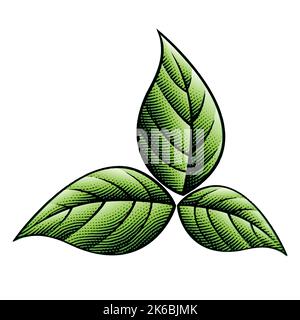 Illustration de feuilles de tabac vert gravées sur un fond blanc Illustration de Vecteur