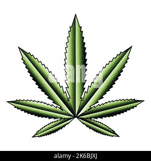 Illustration de la feuille de cannabis vert gravée sur un fond blanc Illustration de Vecteur