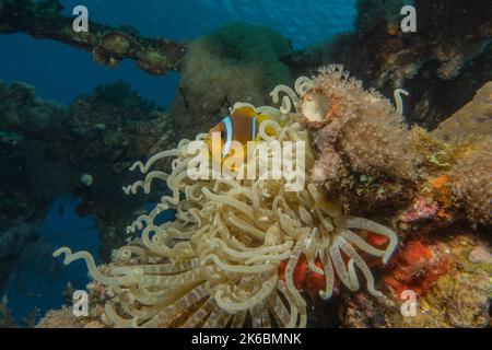 Récif de corail et plantes aquatiques dans la mer Rouge, Eilat Israël Banque D'Images