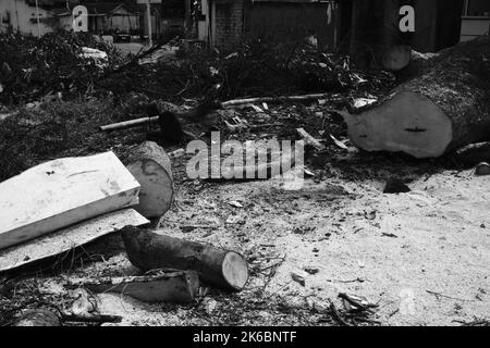 Photo monochrome, débris de tronc et brindilles d'un arbre abattu, Cikancung - Indonésie Banque D'Images