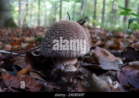 De jeunes champignons perlés poussent dans la forêt Banque D'Images