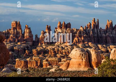 The Needles, Cedar Mesa grès spires dans le quartier Needles du parc national de Canyonlands, Utah. Banque D'Images