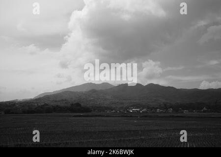 Photo monochrome, vue sur la vaste étendue de rizières sur les pentes de la montagne, Cikancung - Indonésie Banque D'Images