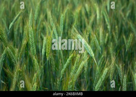 Champ triticale vert et jaune en gros plan Banque D'Images