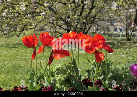 Tulipes rouges fleurs fleurir dans le jardin à Cracovie, Pologne. Banque D'Images