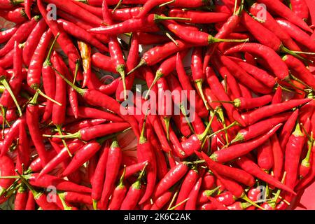 Une belle photo de poivrons rouges sous le soleil Banque D'Images