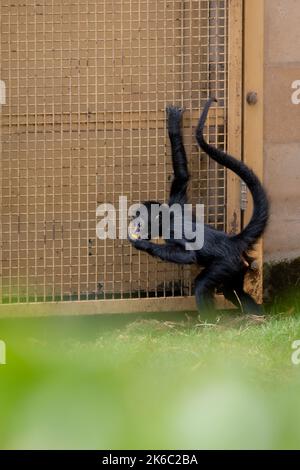 un jeune singe araignée près de la porte mangeant un morceau de fruit Banque D'Images