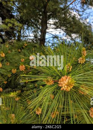 Un gros plan vertical de Pinus halepensis, pin d'Alep. Cônes de pin mâles. Banque D'Images