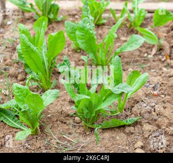 Culture biologique de la betterave dans un petit potager. Banque D'Images