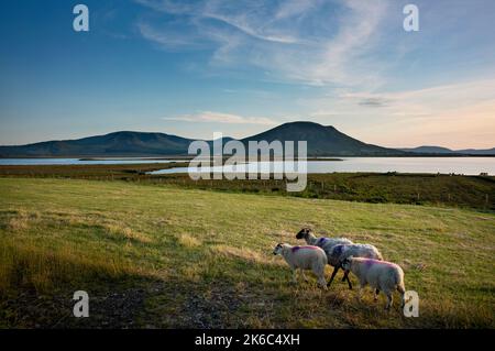 Les moutons se broutent quelque part sur la côte, sur le côté de la N59 entre Bangor Eris et Mulrany, comté de Mayo, Irlande. Banque D'Images