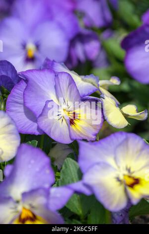 Alto Grandisimo F1 GÉANT BLEU GLACÉ PANSY. Gros plan de fleurs jaunes centrées bleu pâle Banque D'Images