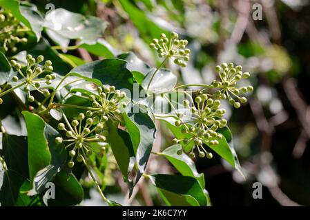 Hedera hélice en fleur, poussant sur un tronc d'arbre, dans la région des Marches, en Italie Banque D'Images