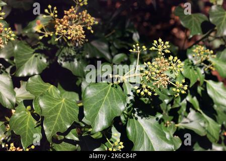 Hedera hélice en fleur, poussant sur un tronc d'arbre, dans la région des Marches, en Italie Banque D'Images