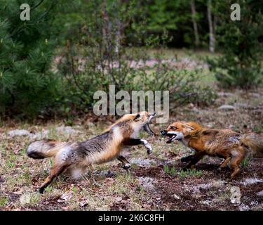 Renards dansant, jouant, combattant, rival, interagissant avec un comportement de conflit dans leur environnement et leur habitat avec un arrière-plan de forêt floue. Banque D'Images