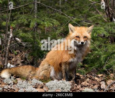 Vue rapprochée du renard roux assis sur de la mousse blanche au printemps, montrant la queue de renard, la fourrure, dans son habitat avec un conifères. Fox image. Banque D'Images