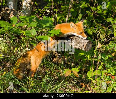 Renard rouge escalade une bûche et se prélasser en fin de soirée lumière du soleil dans son environnement et son habitat entourant d'un arrière-plan et d'un premier plan de feuillage. Banque D'Images