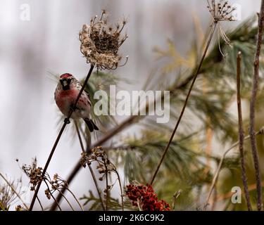 Red Poll Finch gros plan en hiver perchée sur le feuillage avec un arrière-plan flou dans son environnement et son habitat environnant. Banque D'Images