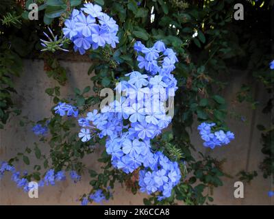 Bouquet de fleurs Plumbago Auriculata ou Blue Jasmine Banque D'Images