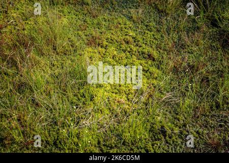 Sphagnum mousse sur le Bog d'Allen. La restauration par transfert de Sphagnum a été appliquée avec succès ici. Banque D'Images