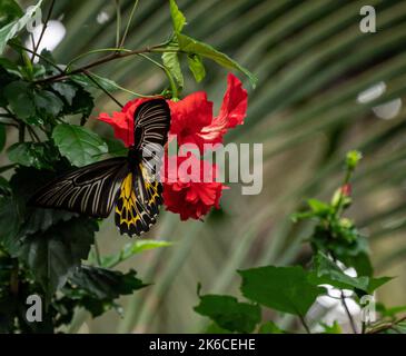 Un gros plan d'un magnifique papillon à ailes de bouleau sur un hibiscus Banque D'Images