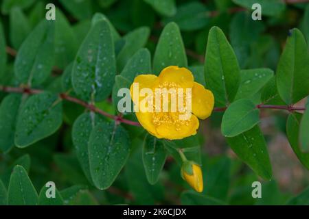 Gouttes de pluie sur de jolies fleurs jaunes de millepertuis Banque D'Images