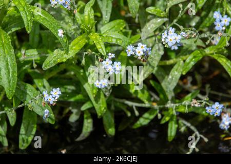 les gouttes de pluie sur forget me notent un symbole de l'amour et du respect véritables Banque D'Images