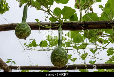 gourdes en bouteille verte poussant sur la vigne Banque D'Images