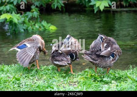 trois canards préentant sur le bord d'une rive de rivière Banque D'Images