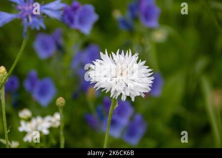 jolie fleur blanche de la cornflower également connue sous le nom de bouton de baccalauréat sur un fond de fleurs sauvages floues Banque D'Images