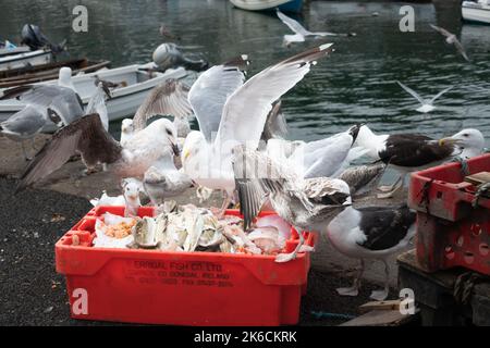 Les mouettes massent et se nourrissent de restes de poisson à Bulloch Harbour Dalkey, près de Dublin en Irlande Banque D'Images