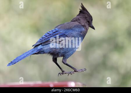 Un gros plan d'un jay de Steller dans les airs sur fond flou Banque D'Images