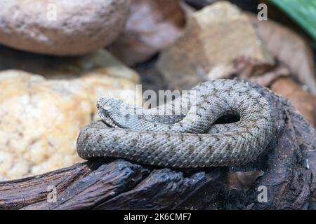 Gros plan de la vipère ASP (Vipera aspis) Banque D'Images