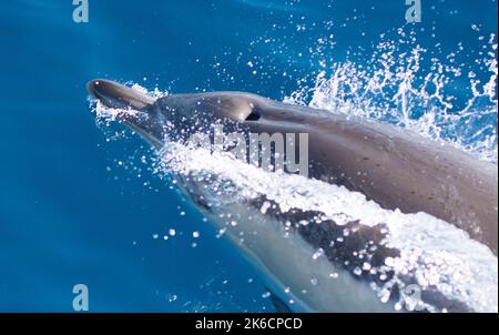 nage avec les dauphins très rapide dans l'eau de mer Banque D'Images