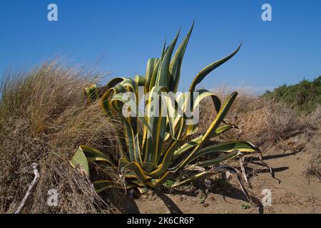 Plante du siècle, également connue sous le nom de Mague, qui pousse dans les dunes de l'Italie Banque D'Images