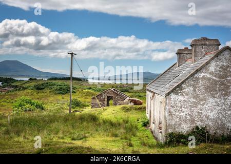 Inishbiggle, comté de Mayo, Irlande, 07-14-2019. Une maison vacante abandonnée et en ruine est maintenant utilisée comme abri de vache. Banque D'Images