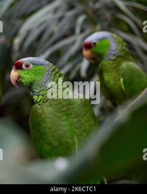 Un gros plan d'une paire de perroquets d'Amazone à couronne lilas Banque D'Images